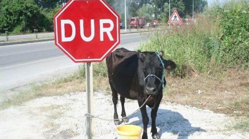 İneğe &Ccedil;arpmamak İ&ccedil;in Takla Attı