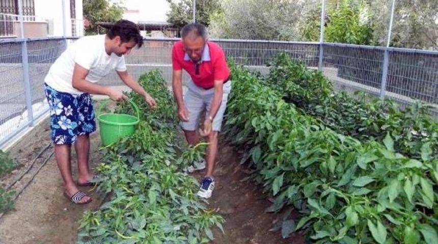 Apartmana Hobi Bah&ccedil;esi Kurdu