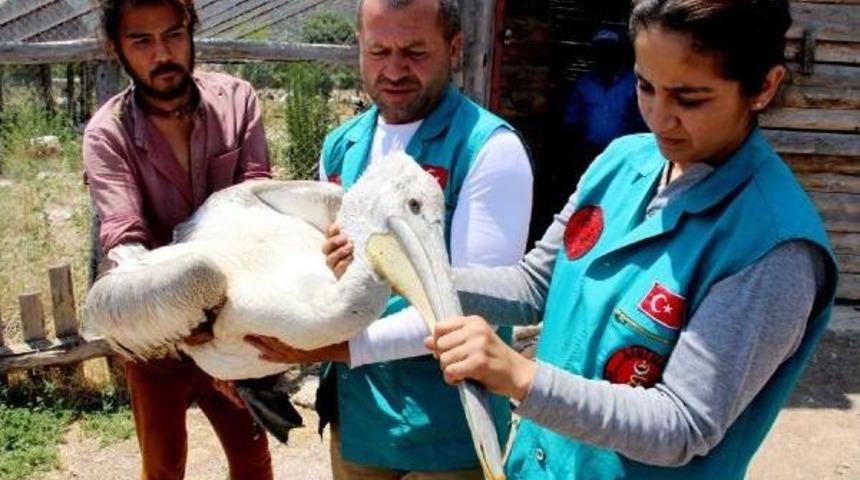 Sa&ccedil;mayla Yaralanan Pelikan Tedaviye Alındı