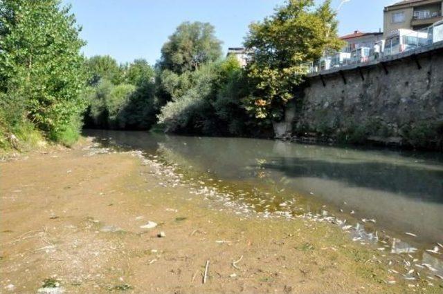 Bartın Irmağı'nda Balık Ölümleri Korkuttu