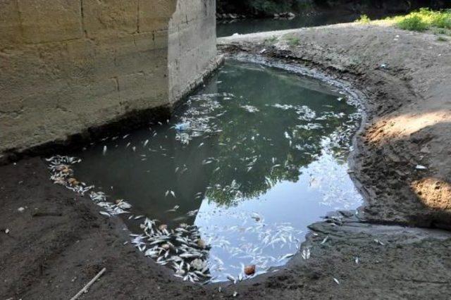 Bartın Irmağı'nda Balık Ölümleri Korkuttu