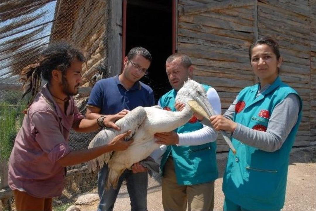 Denizli&rsquo;de Bulunan Yaralı Pelikan Burdur&rsquo;da Tedavi Altına Alındı