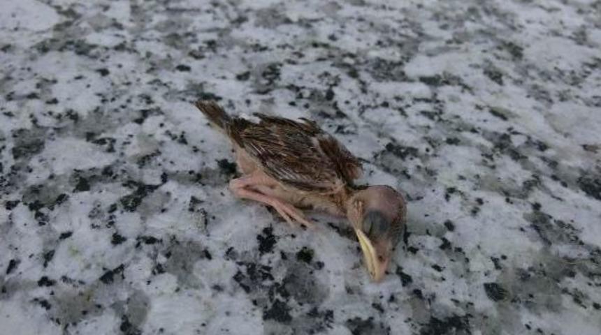 Yavru Ser&ccedil;eye Itfaiyeden Yardım Eli