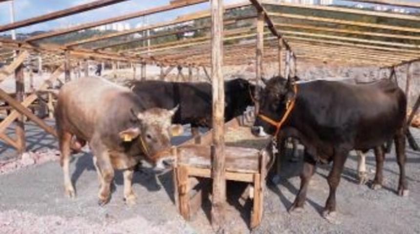 Kurban Komisyonundan &Ouml;nemli Duyuru