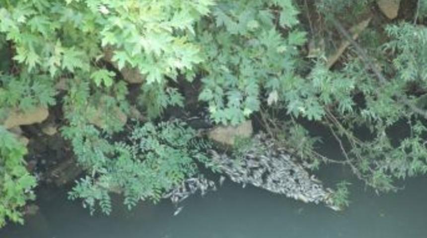 Bartın Irmağında Binlerce Balık Telef Oldu