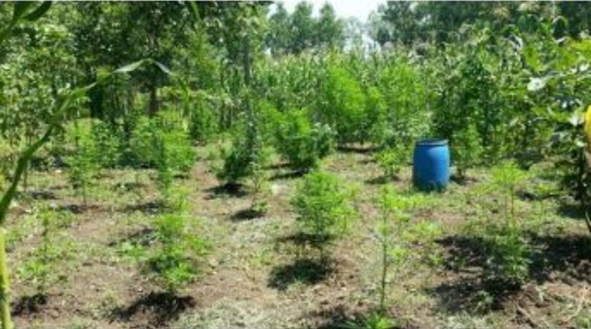 Tarlasında Uyuşturucuyla Yakalandı