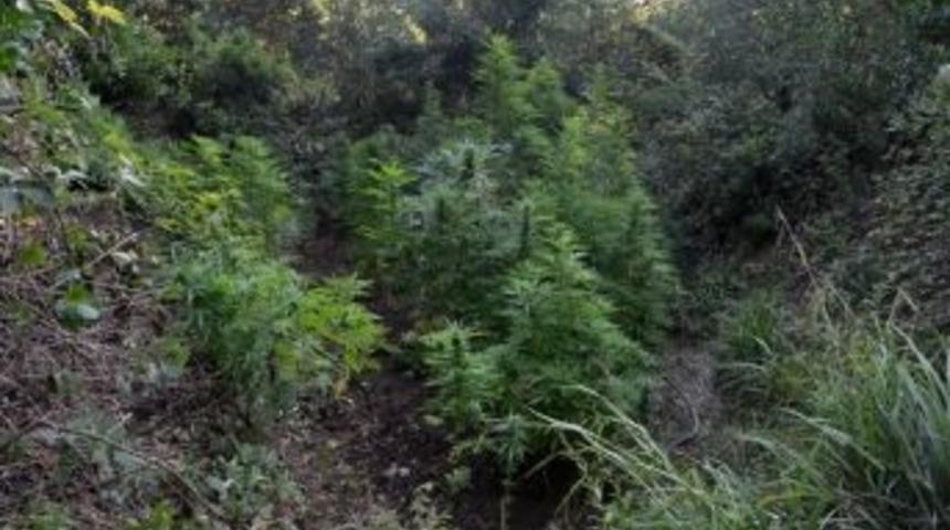 &Ccedil;anakkale&rsquo;de Uyuşturucu Operasyonu