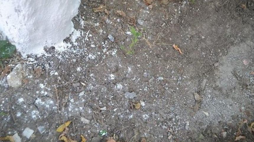 Aşırı Sıcaklardan Bunalan Ağa&ccedil;lar Dallarını Saldı