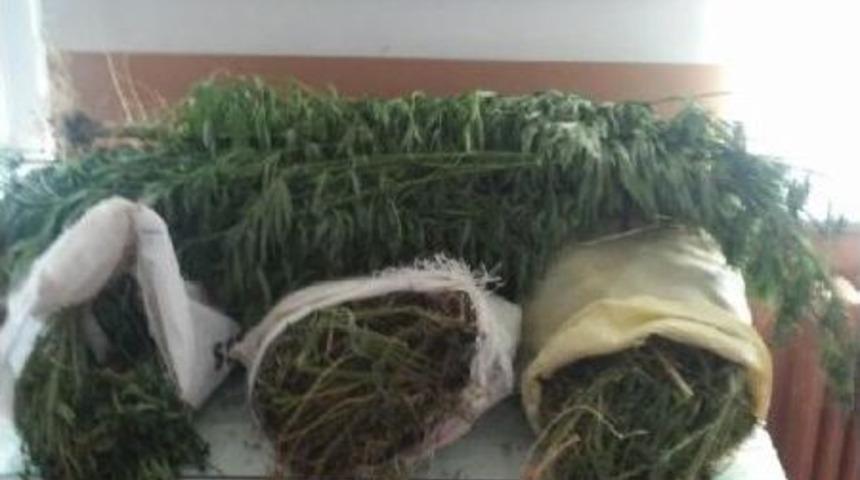 Babaeski&rsquo;De 11.5 Kilo Esrar, 93 K&ouml;k Hintkeneviri Ele Ge&ccedil;irildi