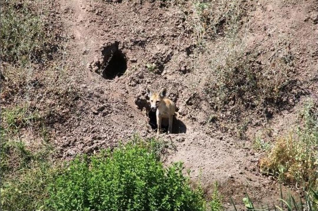 (&ouml;zel Haber) Tilki Pop&uuml;lasyonun &Ccedil;oğalması &Ccedil;ift&ccedil;ilerin Y&uuml;z&uuml;n&uuml; G&uuml;ld&uuml;rd&uuml;