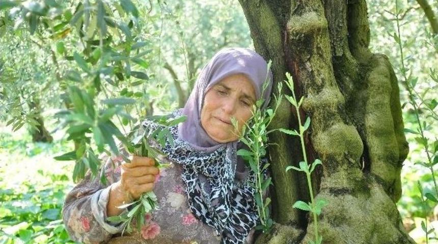 Zeytin Ağa&ccedil;larına Sarılarak "kesmeyin, Onlar Benim &Ccedil;ocuklarım" Dedi