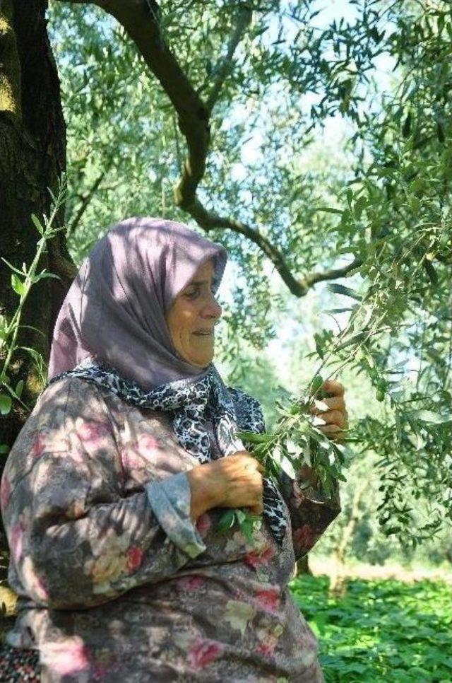 Zeytin Ağaçlarına Sarılarak 