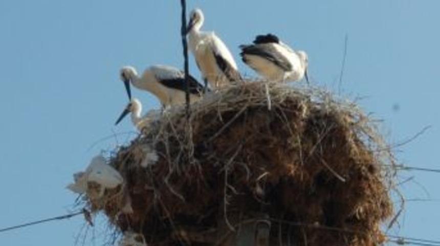 Leylekler Elektrik Direklerini Mesken Tuttu