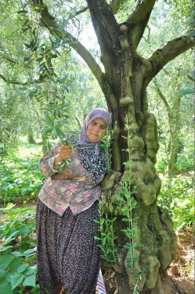 Doğalgaz Hattı Için Kesilecek Zeytin Ağaçlarına Ağladı