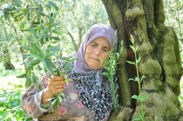 Doğalgaz Hattı Için Kesilecek Zeytin Ağaçlarına Ağladı