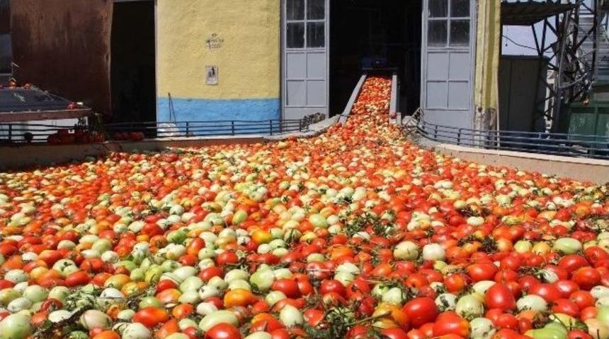 İneg&ouml;l&rsquo;den Hollanda&rsquo;ya 600 Ton Sal&ccedil;a İhra&ccedil; Edilecek