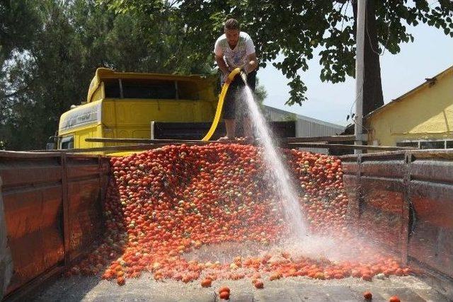 İnegöl’den Hollanda’ya 600 Ton Salça İhraç Edilecek