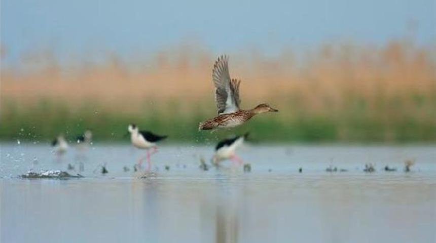 Birds In İzmir Cooling Off Thanks To Irrigation Efforts