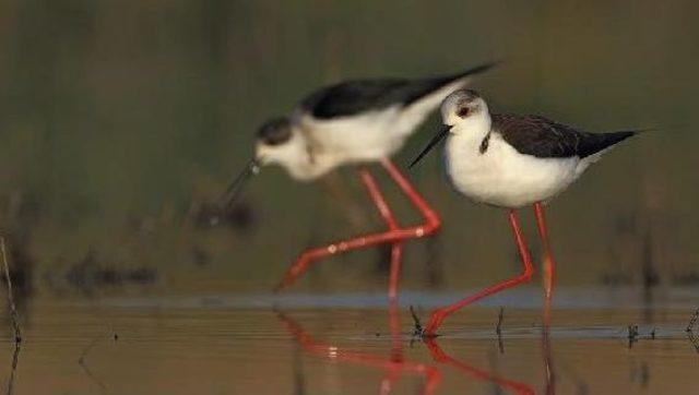 Birds In İzmir Cooling Off Thanks To Irrigation Efforts