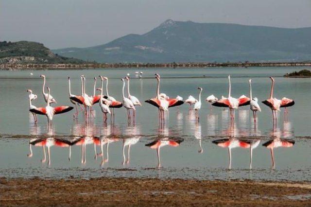 Birds In İzmir Cooling Off Thanks To Irrigation Efforts