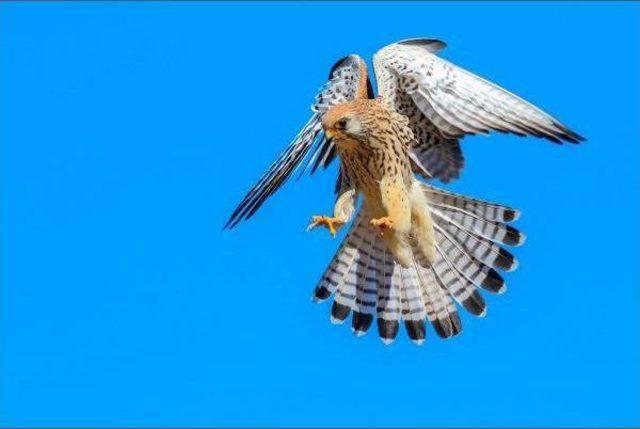 Birds In İzmir Cooling Off Thanks To Irrigation Efforts