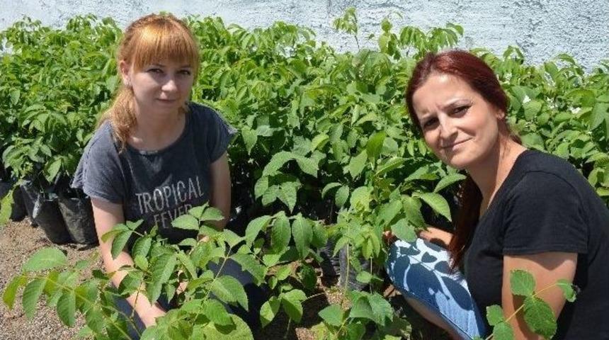 İki Gen&ccedil; Bayan Girişimci Ceviz Fidanlığı Danışmanlığı Yapıyor