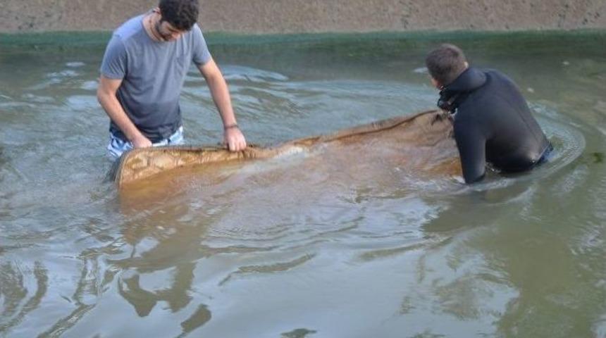 Sulama Kanalından &Ccedil;ıkanlar Şaşırttı