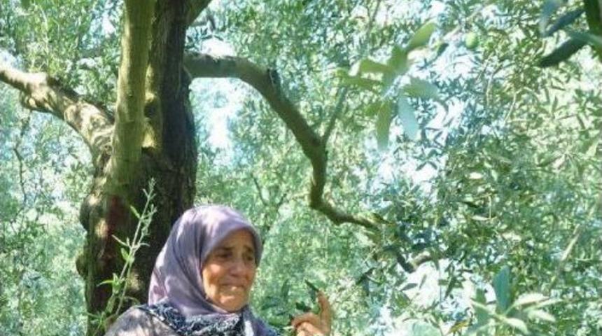 65-Year-Old Villager Cries For Olive Trees To Be Lumbered