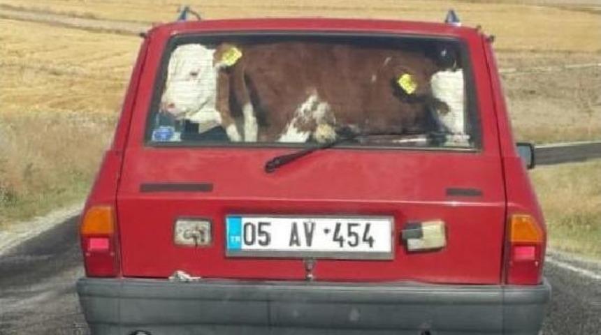 Otomobil Bagajında 2 Buzağı Şaşırttı