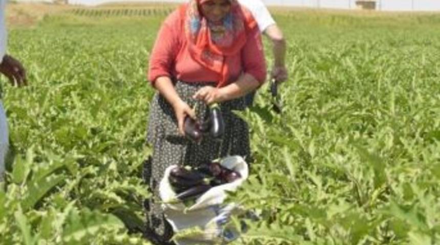 Dayanışmacı Ekonominin İlk &Uuml;r&uuml;nleri Satışa Sunuldu