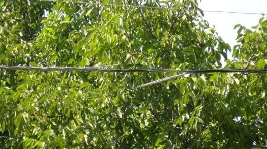 Aşırı Sıcaklar Elektrik Kablolarını Eritti