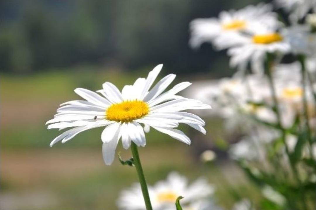 Karadeniz Yaylaları Yaz Ayları İle Birlikte Papatya Bah&ccedil;esine D&ouml;nd&uuml;