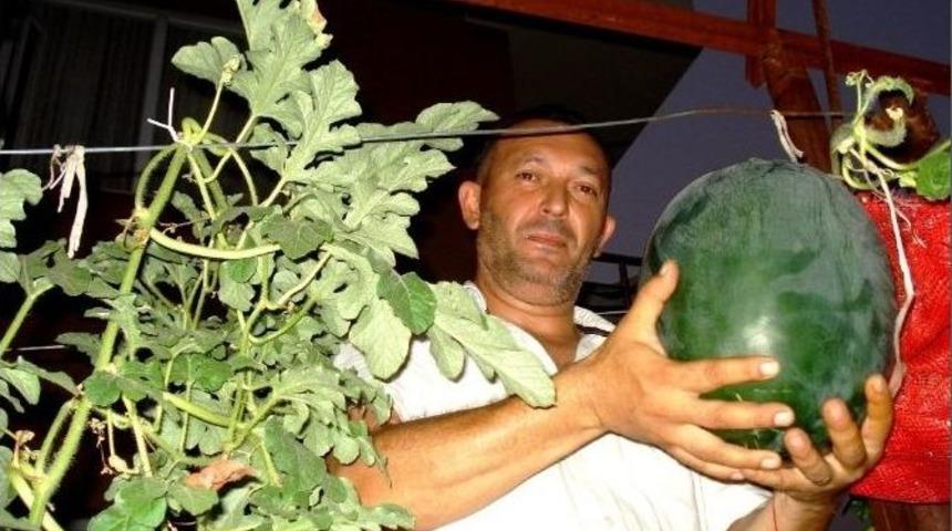 Karpuzu Dalda Yetiştirmeyi Başardı