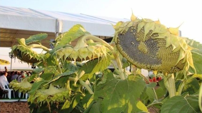 May Tohum, Yerli Ay&ccedil;i&ccedil;ek Tohumunu G&ouml;r&uuml;c&uuml;ye &Ccedil;ıkardı