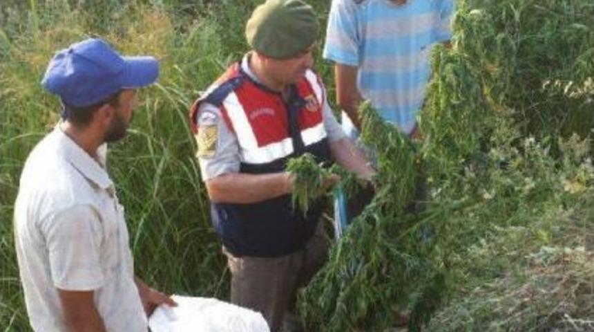 1 Kilo Esrar Ve 350 K&ouml;k Hintkenevirine 2 Tutuklama