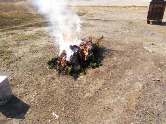 1 Kilo Esrar Ve 350 Kök Hintkenevirine 2 Tutuklama