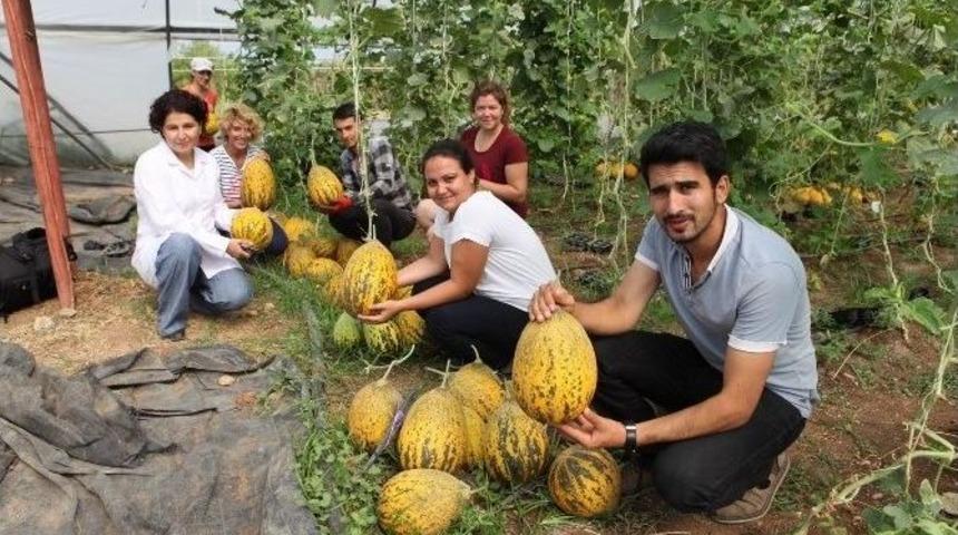 Susuz Yetişen Kavunda Sona Gelindi