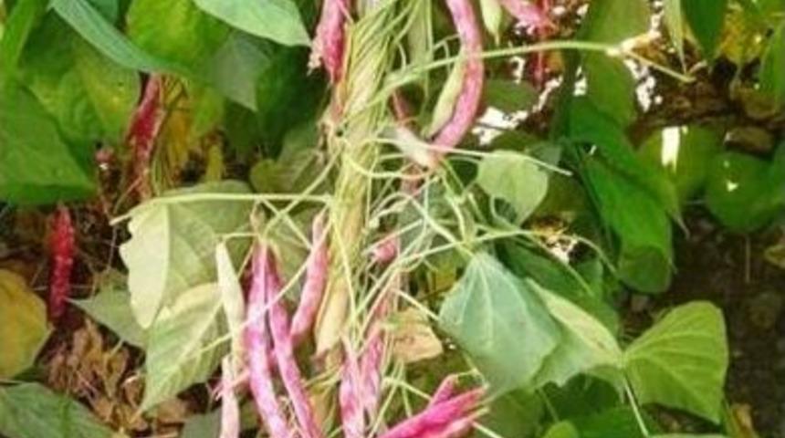 Ovacık&rsquo;ta, Fasulye Ve Barbunya Sezonu Başladı