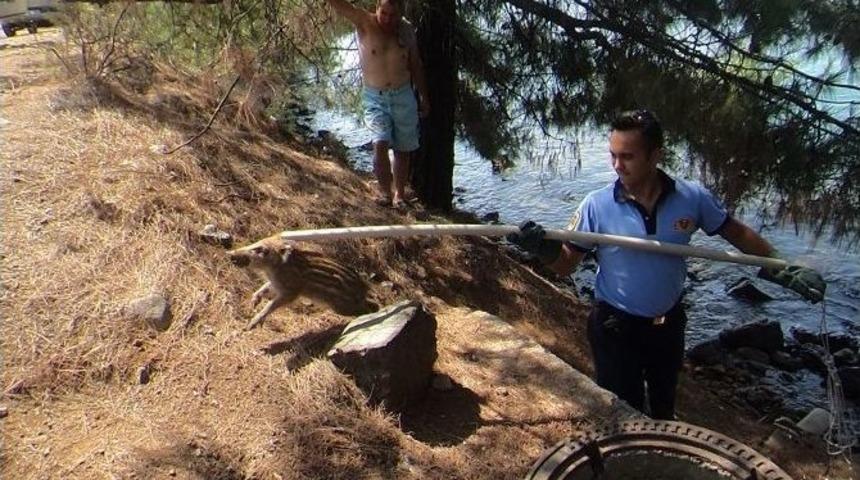 Yavru Domuzu İtfaiye Ekipleri Kurtarıldı