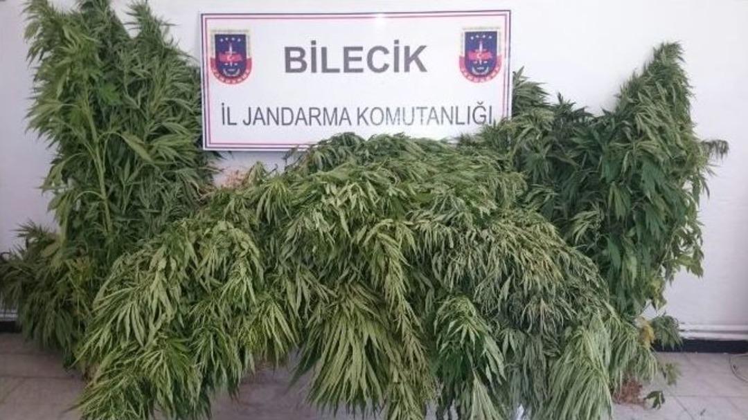 Mısır Ve Domates Tarlasında Hint Keneviri