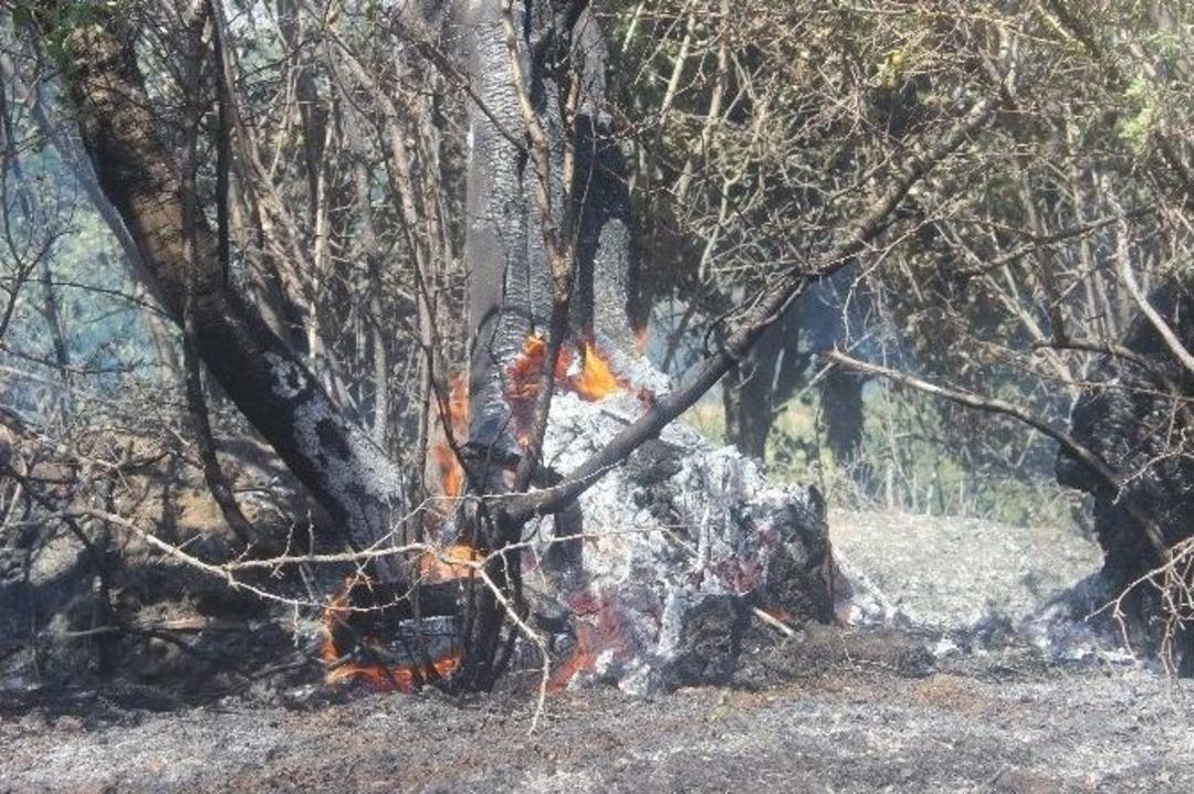 Elazığ&rsquo;da İki Farklı Yerde &Ccedil;ıkan Yangınlar Kontrol Altına Alındı