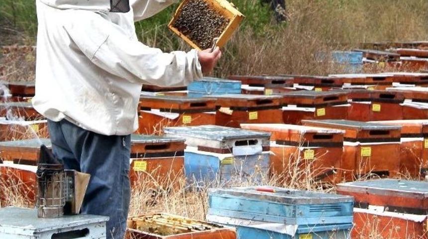 Arıcılar İ&ccedil;in 10 Bin 548 Konaklama Noktası