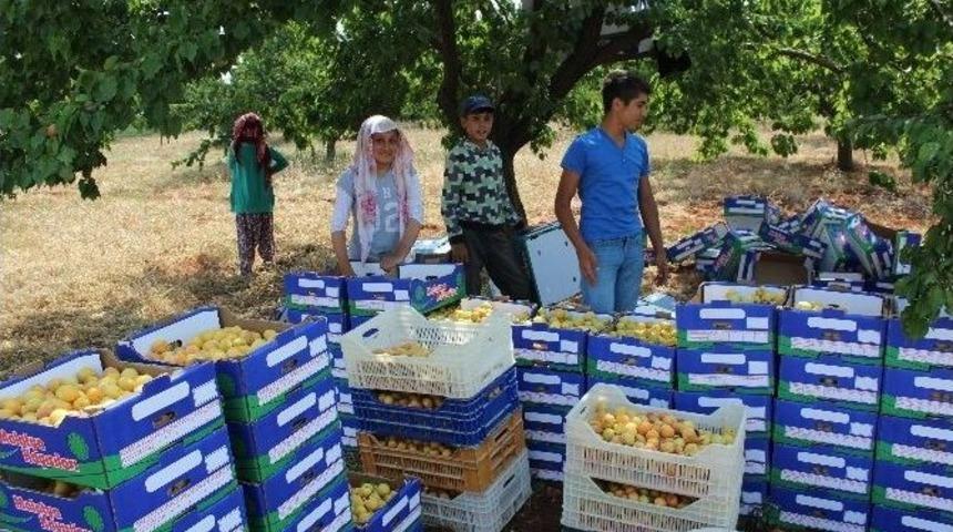 Mevsimlik İş&ccedil;ilerin &Ccedil;ileli Ekmek Parası Yolculuğu