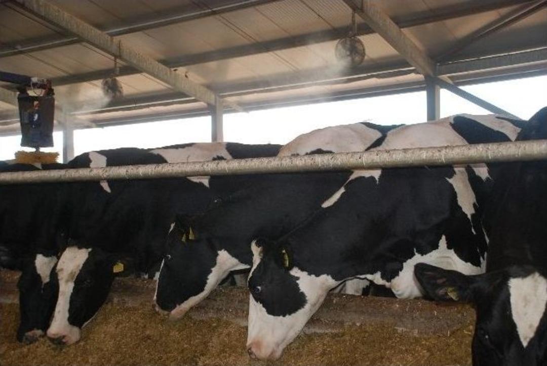 Sıcaklık Stresi Altındaki İnekler, Su P&uuml;sk&uuml;rtmeli Fanlarla Serinletiliyor