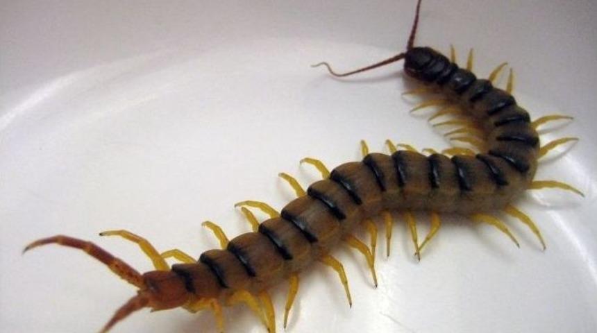 Hastaneye Kendini Isıran B&ouml;cekle Birlikte Geldi