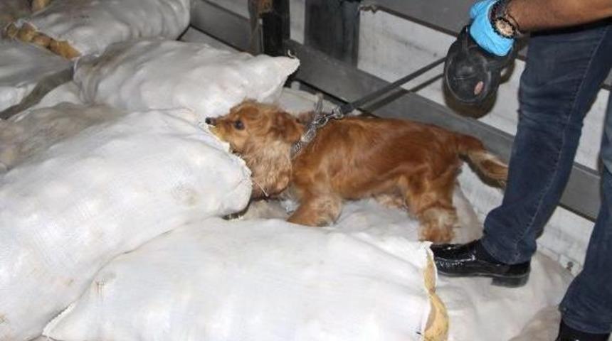 Patates Çuvalları Arasında 160 Kilo Eroin Ele Geçirildi