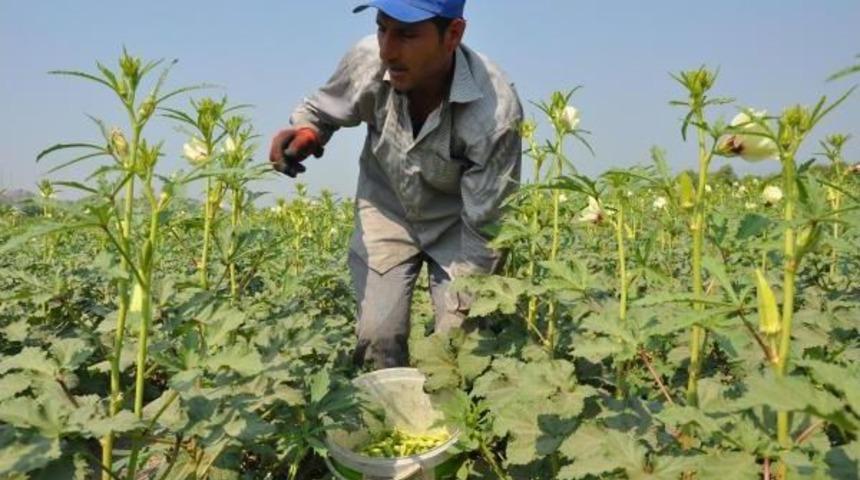 &Uuml;niversite Mezunu Tarım Iş&ccedil;isi 42 Derecede Tarlada