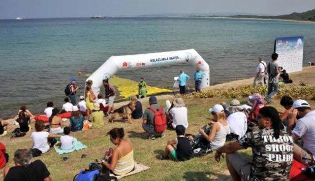 Çanakkale'de Kulaçlar Barış Için Attı