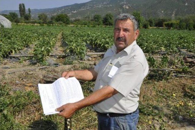 Kardeşlerin Yol Davasında 10 Yerine 20 Ağaç Kesildi