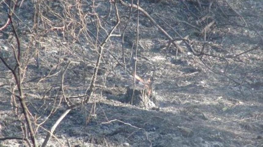 Ormanlık Alanda Yangın &Ccedil;ıktı, 3 Hektarlık Alan Zarar G&ouml;rd&uuml;